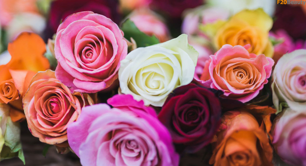 888 hình nền hoa hồng đẹp nhất thế giới cho điện thoại pc 888 hình nền  hoa hồng đẹp và lãng mạn nhất