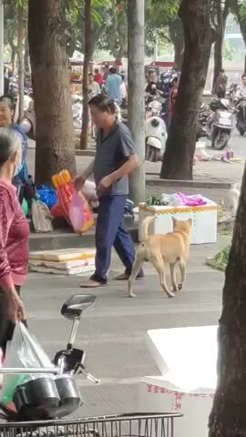 Ông chủ chở cún cưng đi chợ