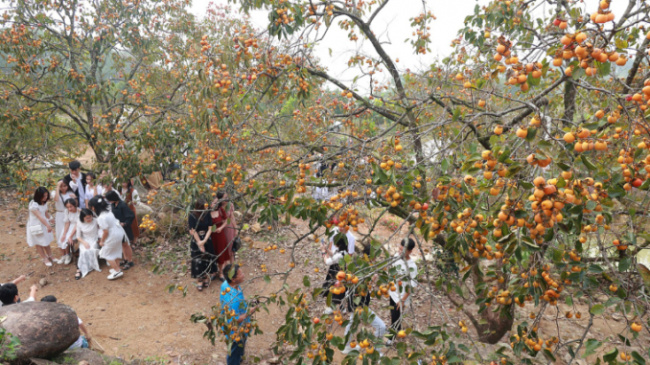 nam dan, nghe an tourism, persimmon, persimmon garden, persimmon garden attracts visitors to check-in in at nghe an
