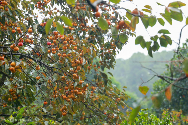nam dan, nghe an tourism, persimmon, persimmon garden, persimmon garden attracts visitors to check-in in at nghe an