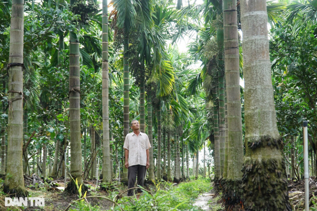 areca garden, old farmer, planting areca, tien giang, the areca garden is picturesque, earning thousands of dollars from the old farmer in the west