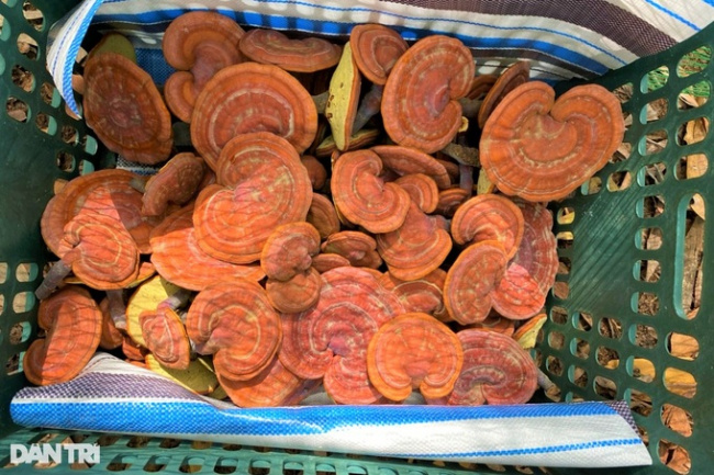 family, ganoderma, grow mushrooms, medicine, the dose of growing red reishi mushrooms under the forest canopy would have collected millions per branch