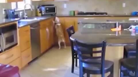 Cún cưng mở lò vi sóng trộm đồ ăn