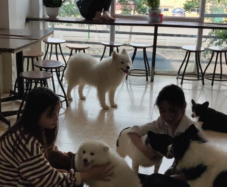 hanoi pet cafe, pet cafe hanoi, list of 8 pet cafes, super cute hanoi cat and dog cafe