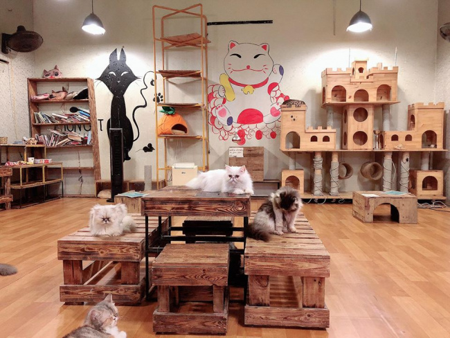 hanoi pet cafe, pet cafe hanoi, list of 8 pet cafes, super cute hanoi cat and dog cafe