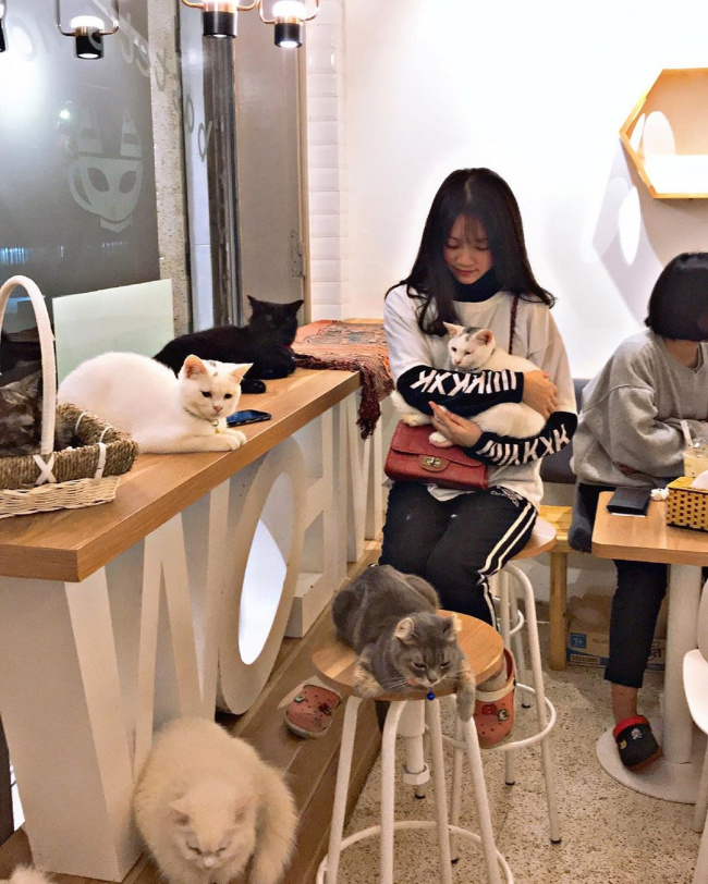 hanoi pet cafe, pet cafe hanoi, list of 8 pet cafes, super cute hanoi cat and dog cafe