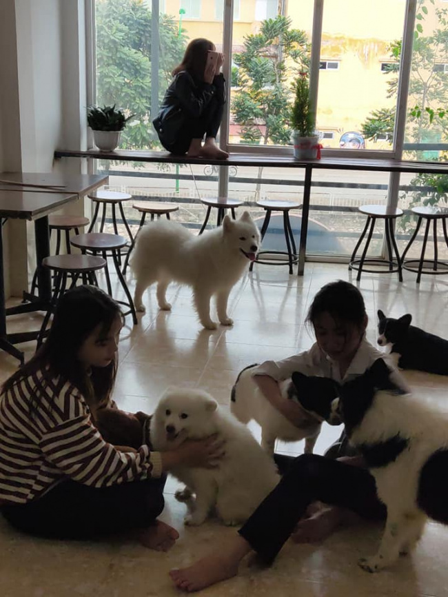 hanoi pet cafe, pet cafe hanoi, list of 8 pet cafes, super cute hanoi cat and dog cafe