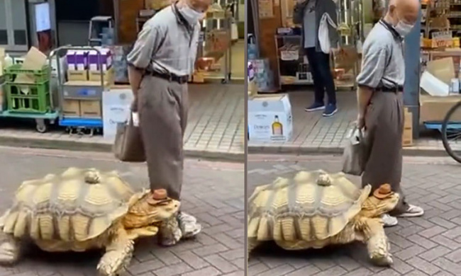 Rùa khủng đi dạo cùng cụ ông trên phố