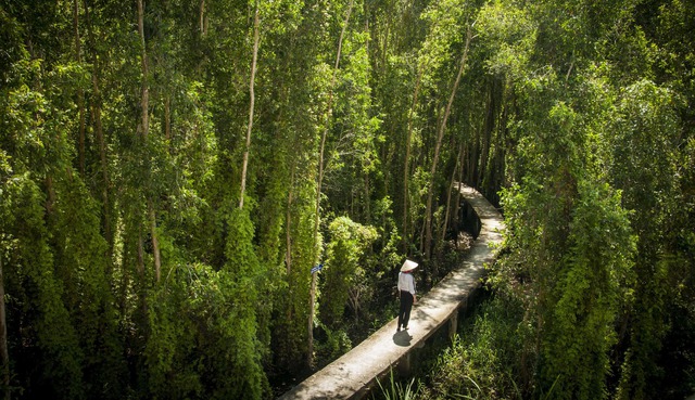 foreign tourists, primeval forest, vietnam tourism, the roads are considered by tourists to be the most beautiful in vietnam