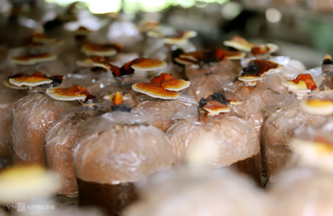 farmers, ganoderma, get rich from farming, grow mushrooms, ha tinh, from empty hand to mushroom farm owner 2,000 m2