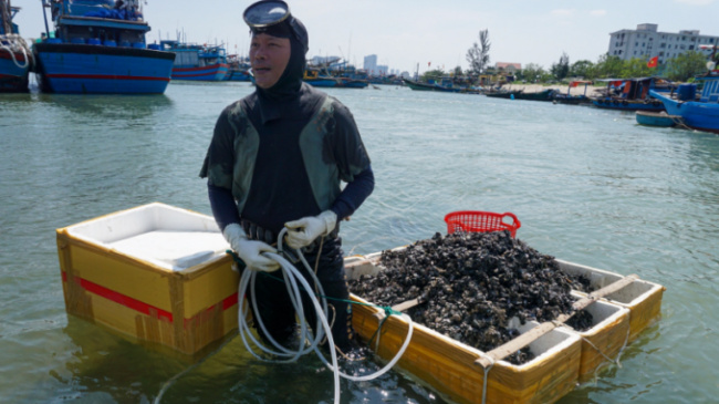 mussel, seafood, tie 10kg of iron chains to the body, dive to the bottom of the river to hunt for mussels