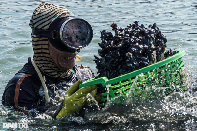 mussel, seafood, tie 10kg of iron chains to the body, dive to the bottom of the river to hunt for mussels
