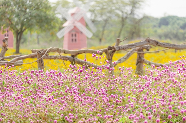 chrysanthemums, flower fields, suburbs of the city, wild sunflowers, young people in ha thanh, young people eagerly check in the romantic purple cypress flower season in the heart of hanoi