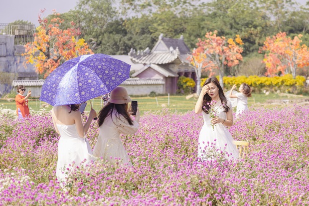 chrysanthemums, flower fields, suburbs of the city, wild sunflowers, young people in ha thanh, young people eagerly check in the romantic purple cypress flower season in the heart of hanoi