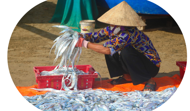 good fish season, ha tinh, pit fish, scabbardfish, fishermen have a good fishing season