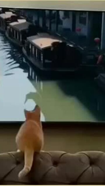 Mèo u đầu vì nhảy lên thuyền trong tivi