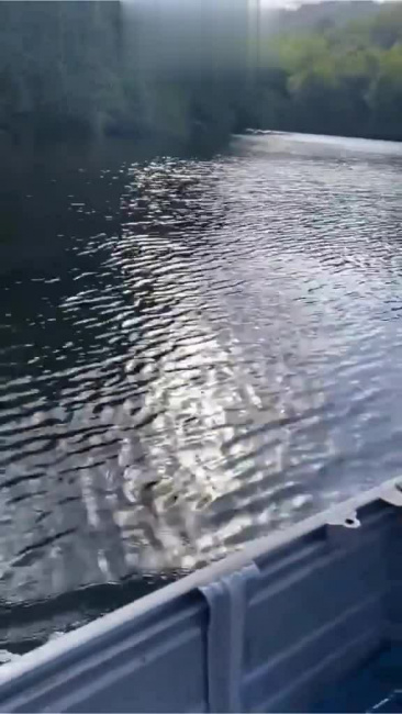 Cá sấu khổng lồ đua với thuyền máy