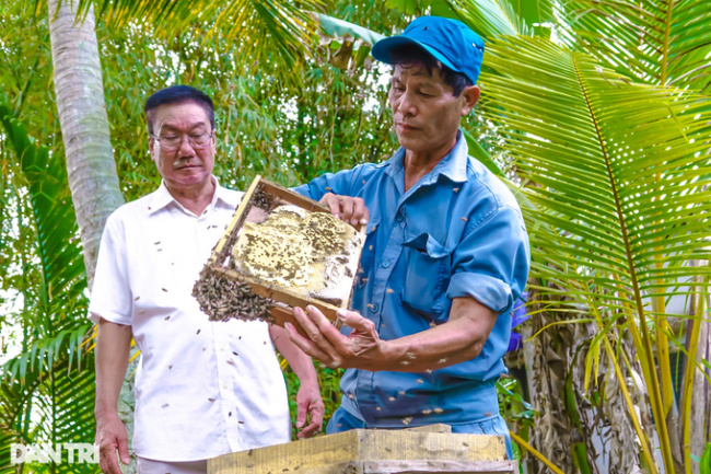 beekeeping for honey, can tho, mutants, the “mutant” worker filled his mouth with bees without fear of being burned