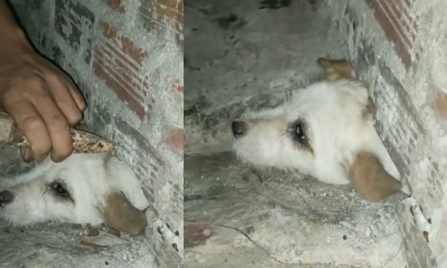 Chủ phá tường nhà giải cứu cún bị mắc kẹt