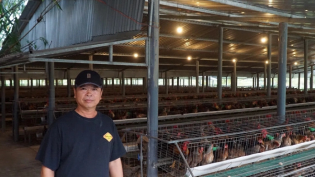 bamboo chicken, farm, hundred billion, tien giang, more than 20 years of empty-handed construction of a farmer’s hundred billion property