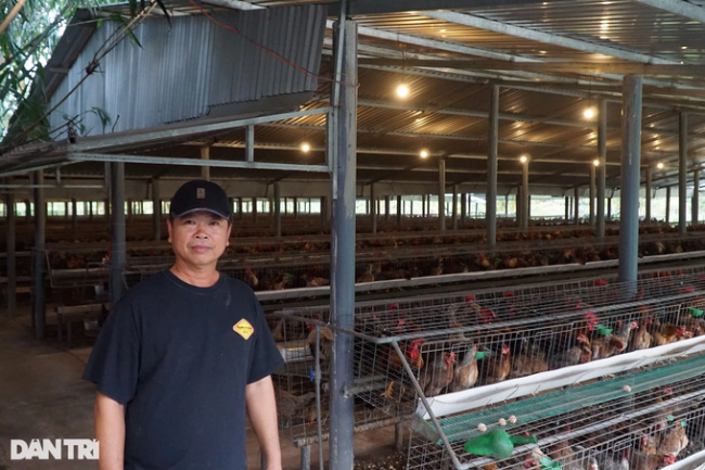 bamboo chicken, farm, hundred billion, tien giang, more than 20 years of empty-handed construction of a farmer’s hundred billion property
