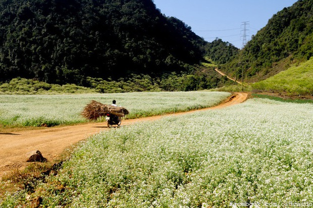 cauliflower flower, northwest region, the end of the year is the season of white mustard flowers blooming in an area of ​​moc chau and son la