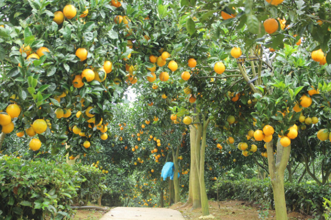 australian oranges, ly&039;s orange garden, orange navel, protruding navel orange, son la, style of life, the stem of the orange helps to change a farmer’s life