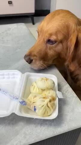 Cún cưng lươn lẹo để được ăn hết hộp bánh bao
