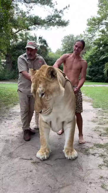 Sư hổ khổng lồ dài hơn 3 mét, nặng 418 kg