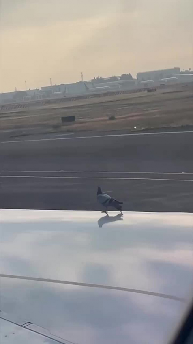 Chim bồ câu đứng hiên ngang trên cánh máy bay