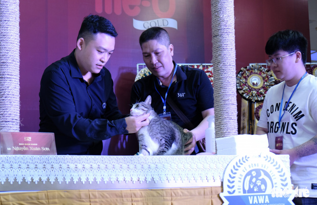 beauty contest for cats, british cat, cat contest, cat contestant, cats, national cat championship, vietnam cat championship, more than 100 cats went to the national beauty contest, some of them nearly… 400 million dong
