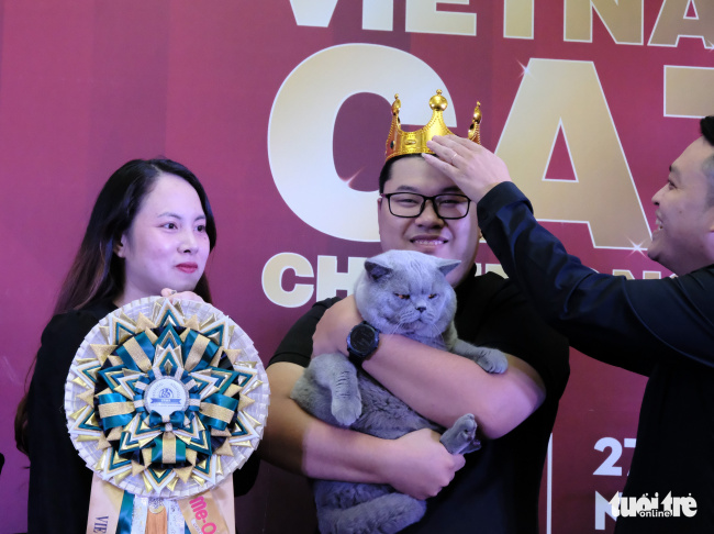 beauty contest for cats, british cat, cat contest, cat contestant, cats, national cat championship, vietnam cat championship, more than 100 cats went to the national beauty contest, some of them nearly… 400 million dong