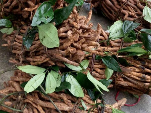 The plant that grows wild in Vietnam is unexpectedly precious ginseng, the people who dig to sell it for $15/kg