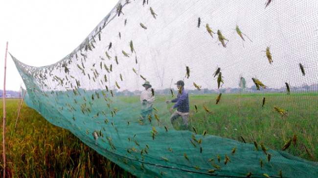 grasshopper, vietnamese people, species that fly in the fields before everyone meets them are chased away, now are looking to buy $20/kg