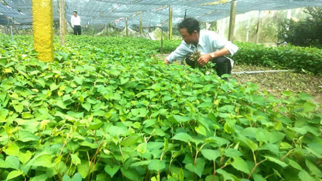 fish mint, tien giang, the kind of tree that grows all over the bush, people praise and criticize, people grow it for 30 days, pick it up and sell it for money all year round