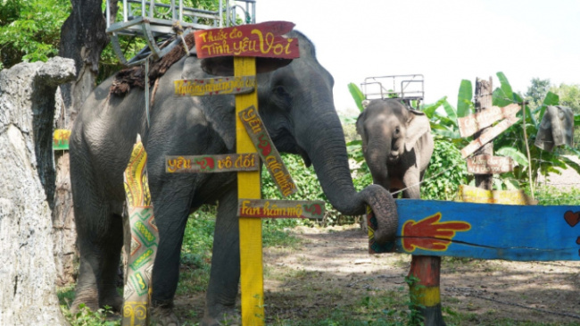 buon don, dak lak, dak lak tourism, forest elephant, tay nguyen tourism, where visitors understand more about buon don elephants