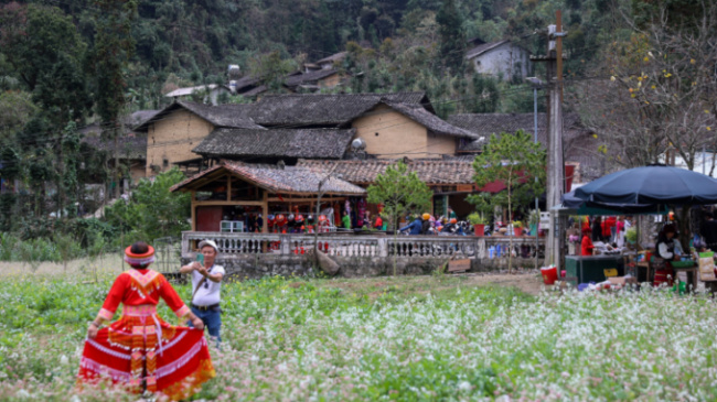 dong van plateau, ha giang, ha giang tourism, pao's story, ‘pao’s house’ buckwheat flower season