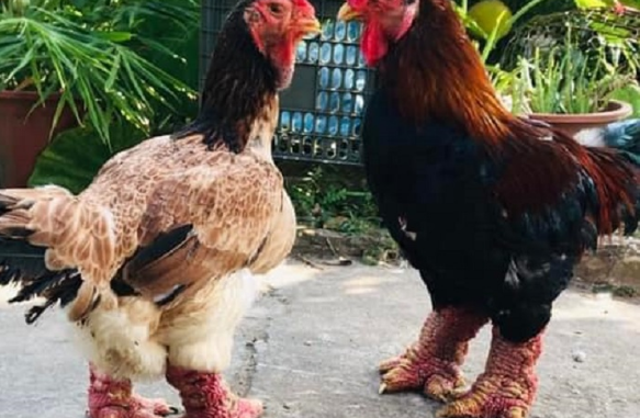 Super expensive, just the legs of this type of chicken are more than 1 million dong