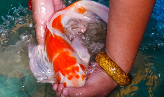 can tho, koi carp, starting a business, bachelors quit their jobs to raise fish “giants” and earn hundreds of millions of dong