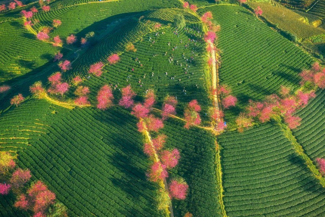 du lịch sapa mùa này để chiêm ngưỡng hoa mai anh đào nở đẹp như tiên cảnh