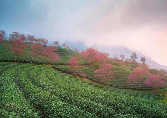 du lịch sapa mùa này để chiêm ngưỡng hoa mai anh đào nở đẹp như tiên cảnh