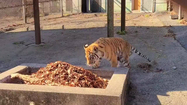 Hổ con phấn khích khi chơi với lá rụng