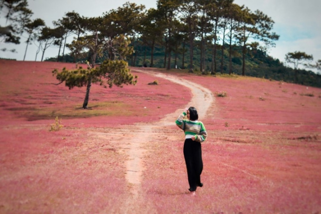 cảnh đẹp như tranh của đồi cỏ hồng hoang sơ gần đà lạt