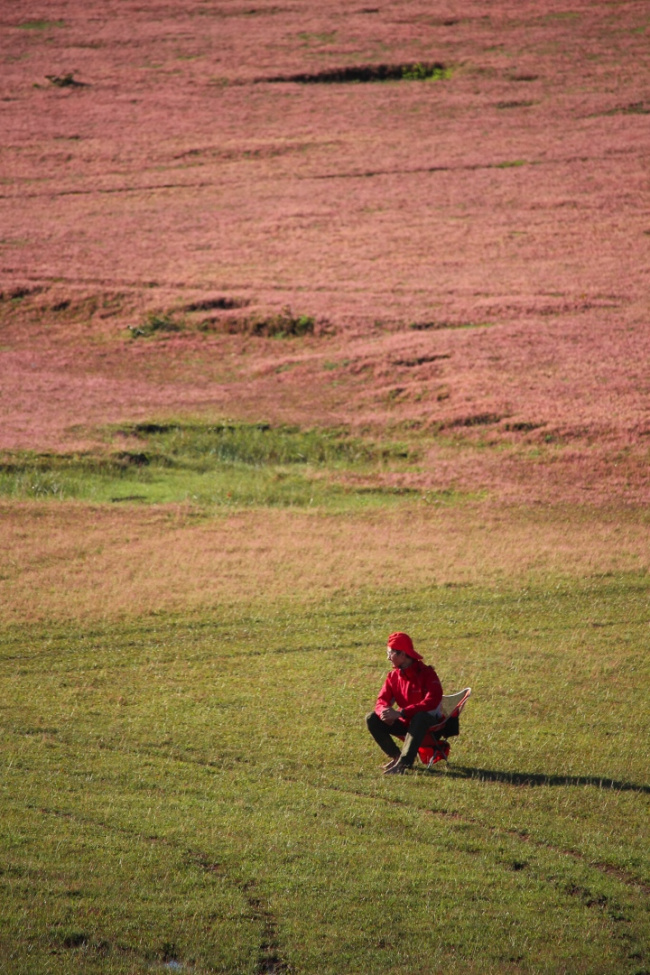 cảnh đẹp như tranh của đồi cỏ hồng hoang sơ gần đà lạt