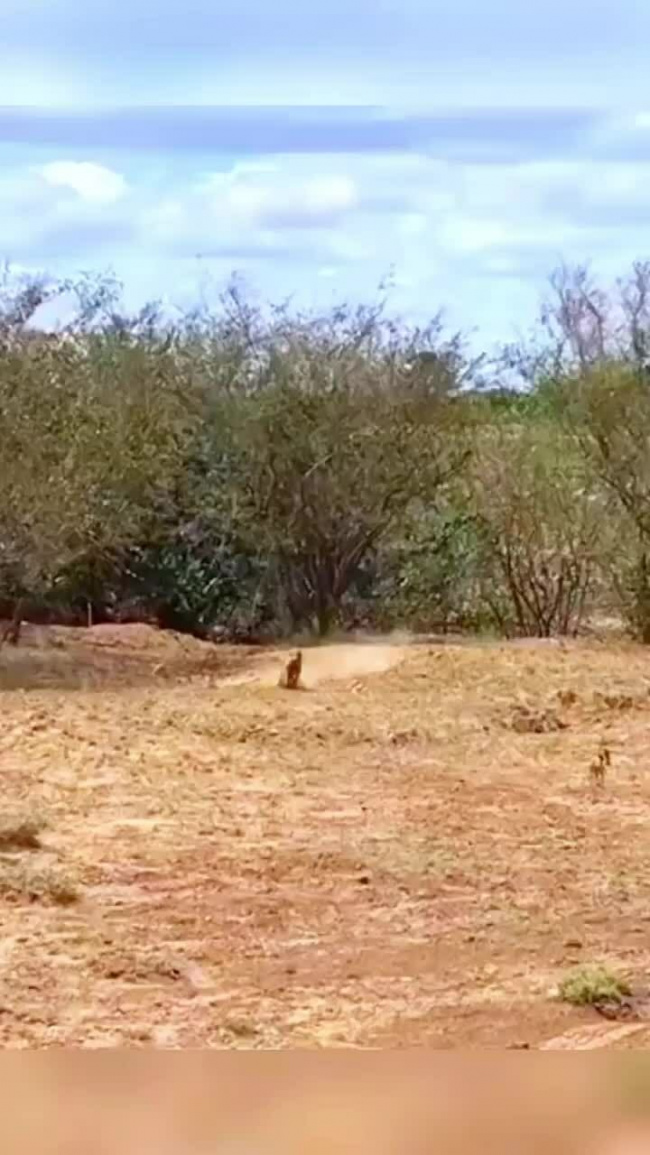 Báo săn chạy té khói vì lợn rừng đuổi