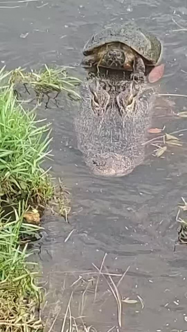 Cá sấu chở rùa qua sông