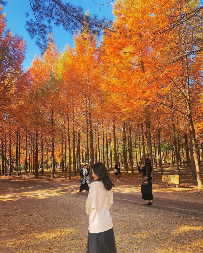 6 địa điểm tận hưởng mùa thu, ngắm lá vàng rơi lãng mạn ở hàn quốc
