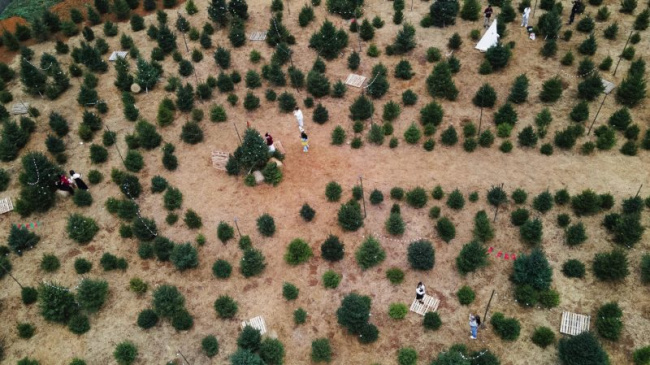 review vườn thông 2.000 cây ở mộc châu đẹp đến “chất ngất”