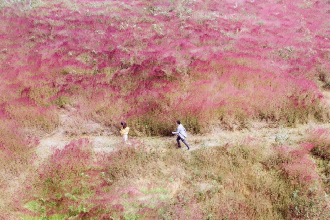 ngất ngây trước cảnh đẹp tựa tranh vẽ của đồi cỏ hồng hoang sơ ở đức trọng