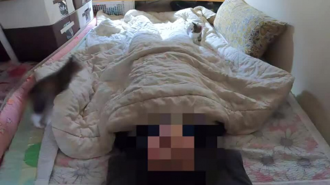 Camera ghi cảnh mèo không cho chủ ngủ